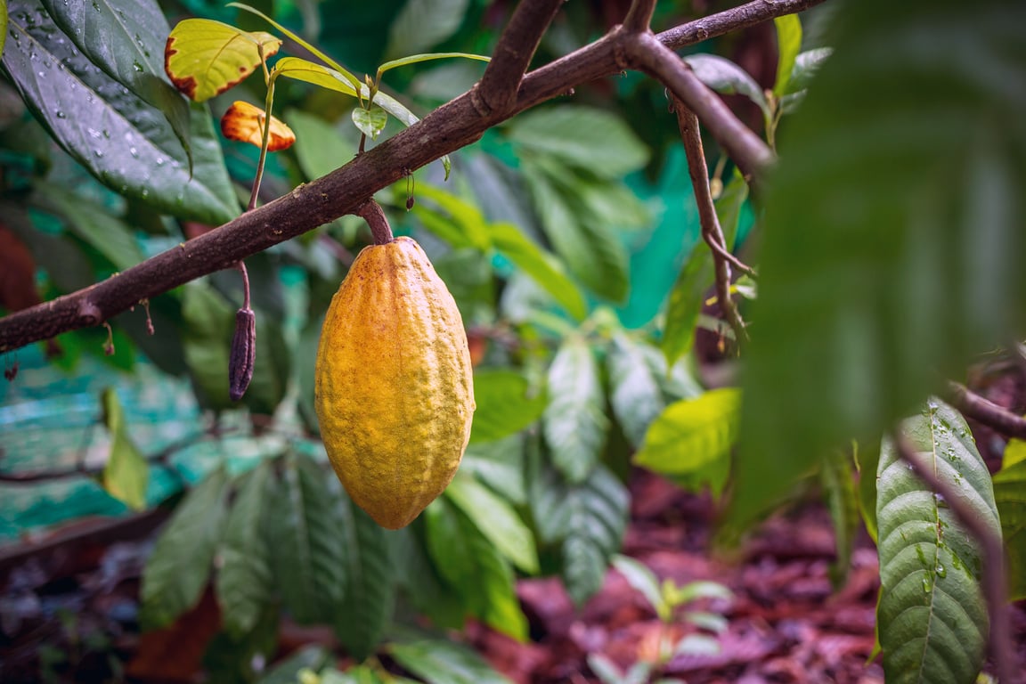 Yellow Cocoa pods grow on trees. The cocoa tree ( Theobroma cacao ) with fruits, Ripe cocoa cacao tree plant fruit plantation